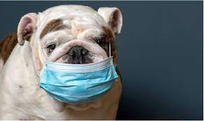 Köpeklerde kennel Cough (Barınak Hastalığı)