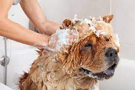 Köpeklerde Neden İnsan Şampuanları Kullanmamalısınız.